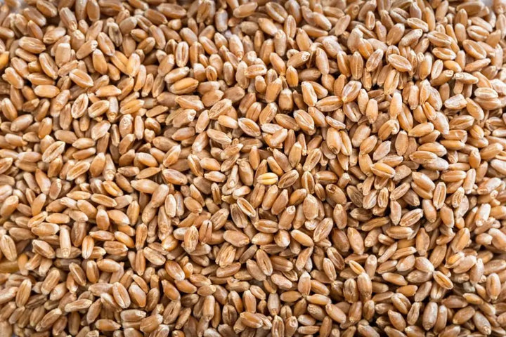 Organic Hard Red Wheat