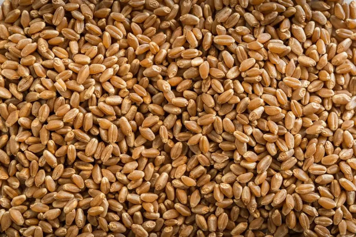 Organic Red Fife Wheat