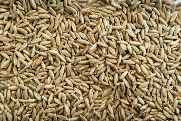 Organic Rye Grain
