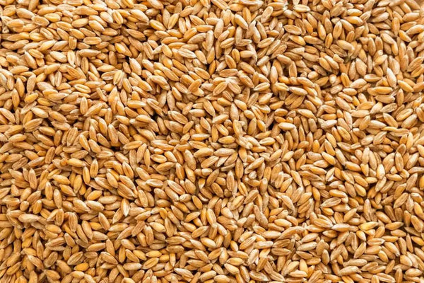 Organic Spelt Grain